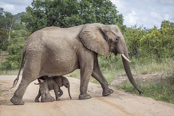 Éclats de l’Afrique du Sud : Des Safaris à Cape Town