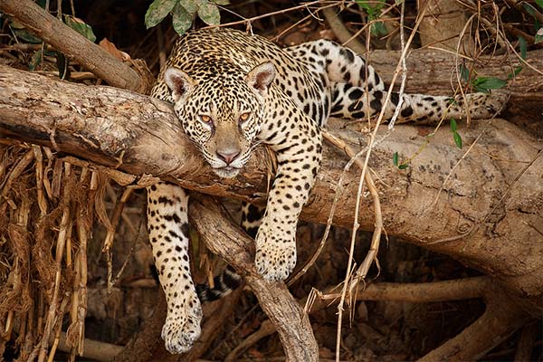 Aventure Brésilienne : Pantanal et Bonito