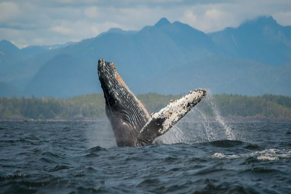 Sur les traces des géants du Canada