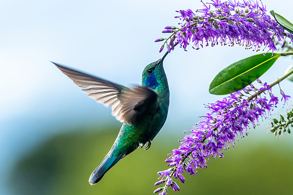 Sur les traces des colibris