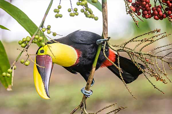 Evasion tropicale : des paresseux aux toucans