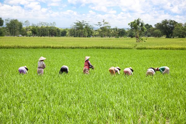 Jour 5 : Visite de Tetebatu et de ses environs
