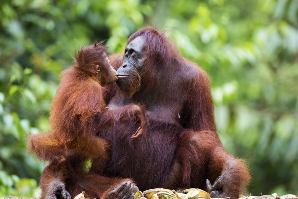 Jour 2 : Découverte de Camp Leakey et orangs outans
