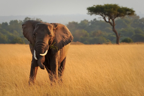 Kenya Mystique : Entre Samburu et les Tribus Maasai