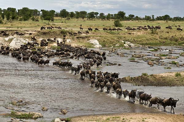 Grande Migration - La traversée de la rivière Mara