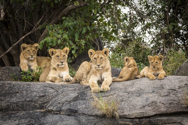 Tanzanie