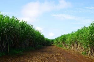 Jour 4 : De Pereybere à Chamarel (2 h de route)