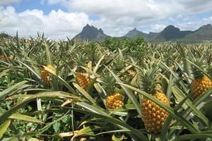 Jour 14 : Départ de Maurice