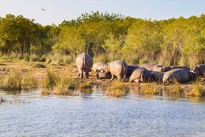 Jour 8 : Découverte de iSimangaliso Wetland Park