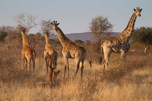 Jour 2 : De Johannesburg à Madikwe (4 h de route)