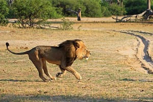 Jour 3 : Game drive au Parc National de Madikwe