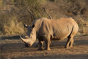 Jour 4 : Game drive au Parc National de Madikwe