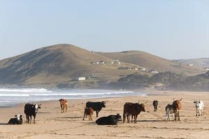 Jour 9 : De Port Alfred à Qolora Mouth (3 h de route)