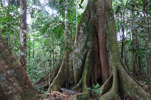 Jour 3 : De Rurrenabaque au Parc Madidi 