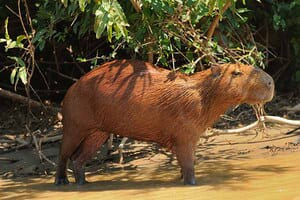 Jour 4 : Visite du Parc Madidi