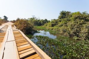 Jour 4 : De Rio de Janeiro à Pantanal by air (3 h de vol)