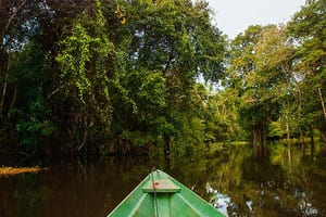 Jour 6 : Visite de l'Amazonie