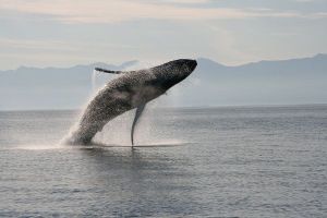 Jour 8 : Observation des baleines à Tadoussac
