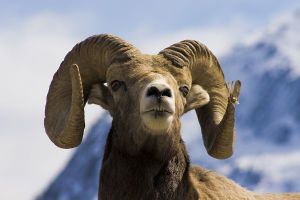 Jour 5 : De Banff à Jasper