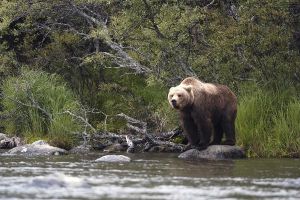 Jour 13 : Safari à la rencontre des grizzlis