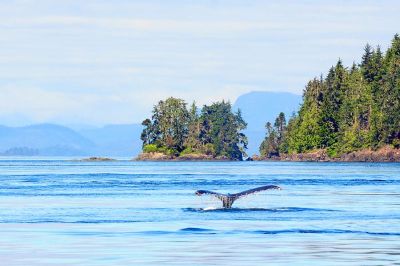 Jour 16 : Observation des baleines