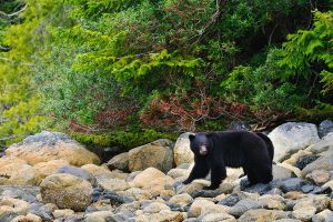 Jour 9 : De Clearwater à Whistler