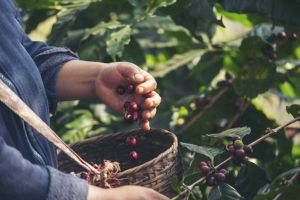 Jour 3 : Visite de fermes de café