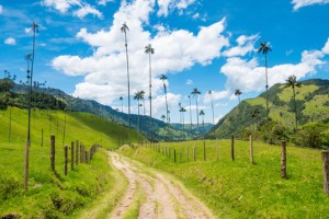 Jour 12 : Visite de la vallée Cocora, Salento et Filandia