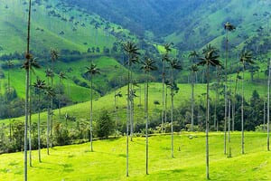 Jour 5 : Découverte de la Vallée de Cocora