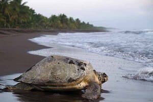 Jour 2 : De San Jose à Tortuguero