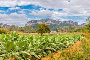 Jour 5 : Visite de Vinales