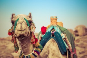 Jour 5 : Du Désert Blanc à Dakhla 