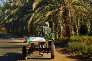 Jour 6 : De Siwa à Bahariya Oasis