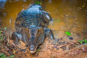Jour 8 : Découverte de l'Amazonie équatorienne 