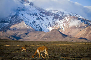 Jour 10 : Visite de Chimborazo
