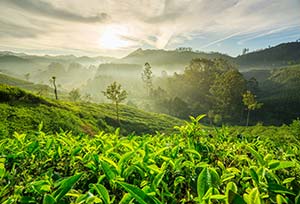 Jour 9 : De Fort Kochi à Munnar (4 h de route)