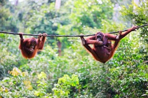 Jour 4 : Journée avec les Orang Outans