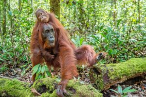Visite d'une fondation des Orangs Outans et vers Penang