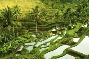 Jour 13 : Visite de Ubud