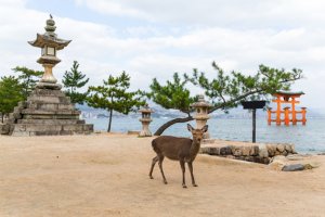 De Kyoto à Miyajima 