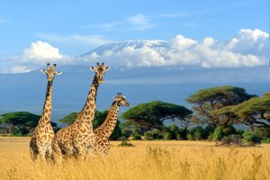 Jour 4 : De Lake Nakuru à Amboseli (6 h de route)