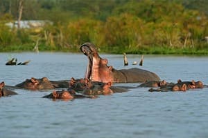 Jour 8 : De Maasai Mara au lac Naivasha (4,3 h de route)