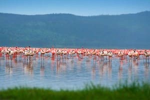 Jour 5 : De Aberdares au lac Nakuru (4 h de route)