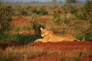 Jour 12 : De l'Ouest du Tsavo à l'aéroport de Nairobi (5 h de route)