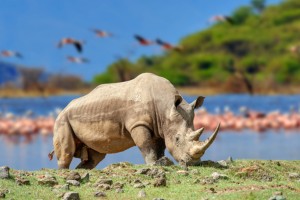 Jour 9 : Du lac Naivasha à Amboseli (5,3 h de route)