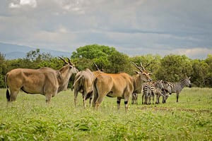 Jour 7 : De Nairobi à Aberdares (4 h de route)