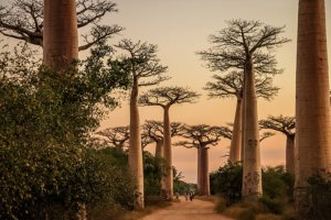 Jour 3 : De Antsirabe à Tsiribihina 