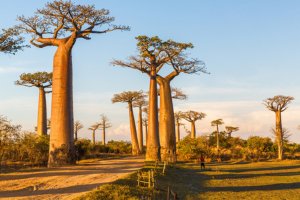 Jour 9 : De Morondava à Belo sur Mer (5 h de route)