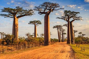 Jour 8 : De Kirindy à Morondava en passant par l'Allée des Baobabs