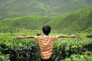 Visite de Cameron Highlands